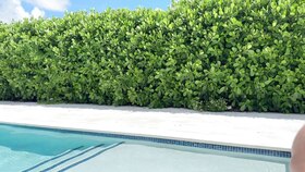 Lily Phillips begs for a rough pounding from the pool stud J Mac