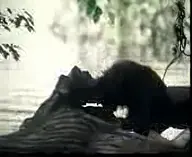 Tarzan's gonzo escapade in the jungle with ultra-kinky fuck-fest and blowing