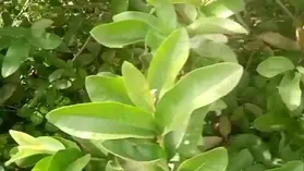 Saanthi2 & Vetrivel in super-fucking-hot homemade Indian pornography flick